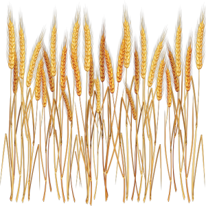 Bông Lúa - Lúa Mạch PNG (1)