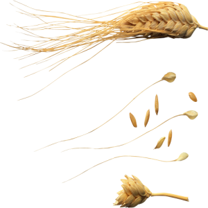 Bông Lúa - Lúa Mạch PNG (10)