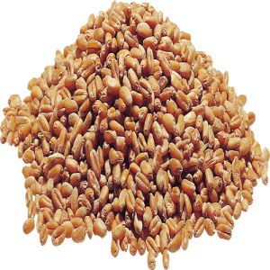 Bông Lúa - Lúa Mạch PNG (12)