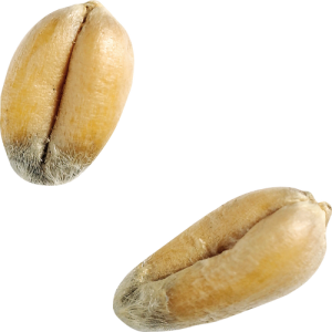 Bông Lúa - Lúa Mạch PNG (13)