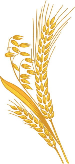 Bông Lúa - Lúa Mạch PNG (15)