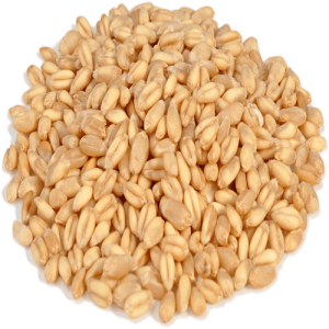 Bông Lúa - Lúa Mạch PNG (19)