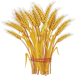 Bông Lúa - Lúa Mạch PNG (2)