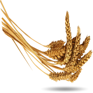 Bông Lúa - Lúa Mạch PNG (22)