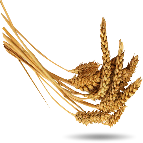 Bông Lúa - Lúa Mạch PNG (22)