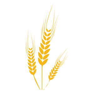 Bông Lúa - Lúa Mạch PNG (23)