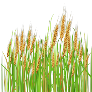 Bông Lúa - Lúa Mạch PNG (24)