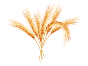 Bông Lúa - Lúa Mạch PNG (27)