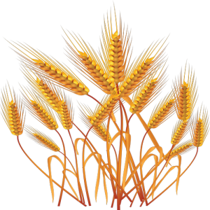 Bông Lúa - Lúa Mạch PNG (3)