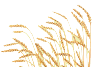 Bông Lúa - Lúa Mạch PNG (33)