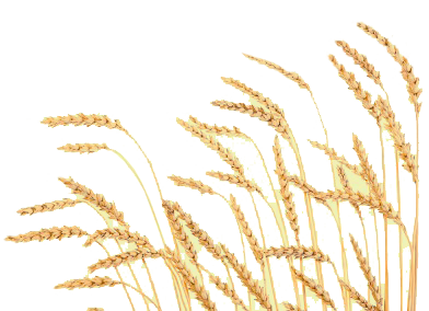 Bông Lúa - Lúa Mạch PNG (33)