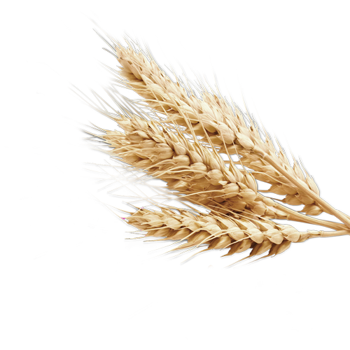 Bông Lúa - Lúa Mạch PNG (35)