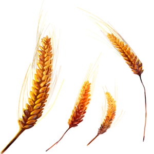 Bông Lúa - Lúa Mạch PNG (4)