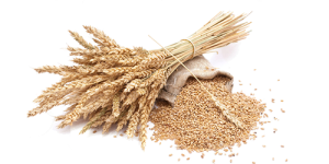 Bông Lúa - Lúa Mạch PNG (41)