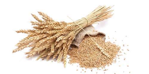 Bông Lúa - Lúa Mạch PNG (41)