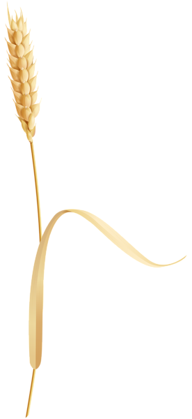 Bông Lúa - Lúa Mạch PNG (42)