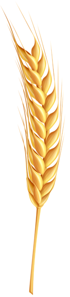 Bông Lúa - Lúa Mạch PNG (43)