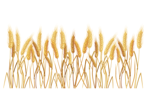 Bông Lúa - Lúa Mạch PNG (44)