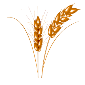 Bông Lúa - Lúa Mạch PNG (6)