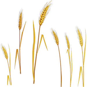 Bông Lúa - Lúa Mạch PNG (8)