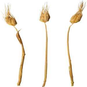 Bông Lúa - Lúa Mạch PNG (9)