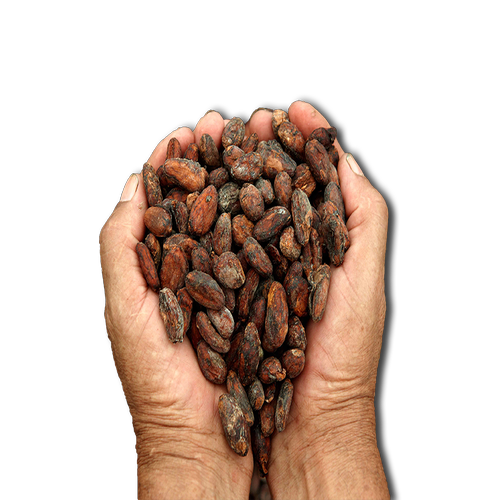 Cacao (1)