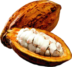 Cacao (11)