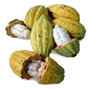 Cacao (30)