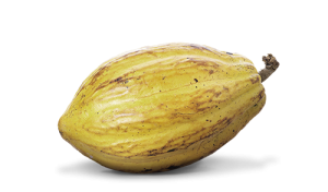 Cacao (38)