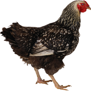 Con Gà, Thịt Gà, Thịt  (5)