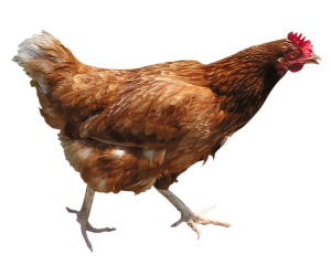 Con Gà, Thịt Gà, Thịt  (6)