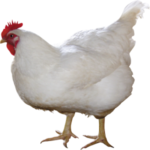 Con Gà, Thịt Gà, Thịt  (7)