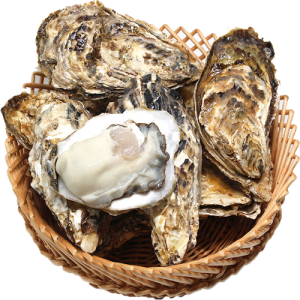 Con Hàu, Hàu Tươi 3003 (2)