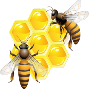 Con Ong, Mật Ong (11)