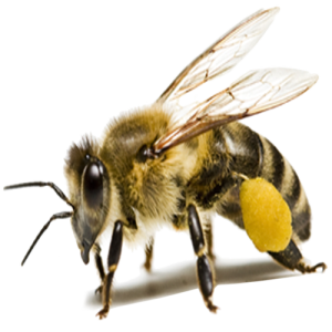 Con Ong, Mật Ong (15)