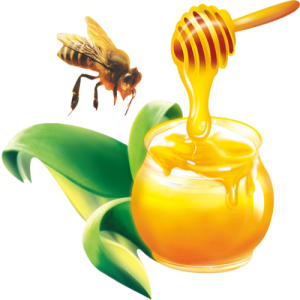 Con Ong, Mật Ong (3)