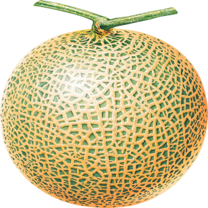 Dưa Lưới PNG (4)