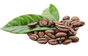 Hạt Cà Phê