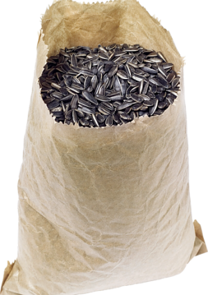 Hạt Hướng Dương PNG (10)