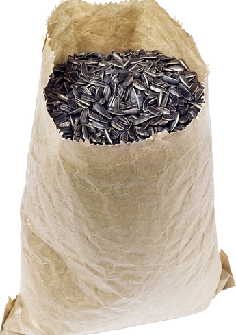 Hạt Hướng Dương PNG (10)