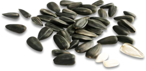 Hạt Hướng Dương PNG (15)