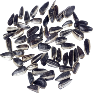 Hạt Hướng Dương PNG (2)