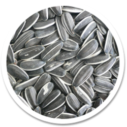 Hạt Hướng Dương PNG (20)