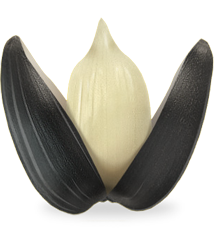 Hạt Hướng Dương PNG (21)