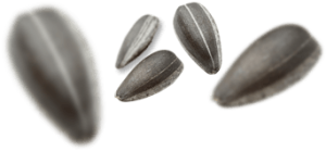 Hạt Hướng Dương PNG (26)