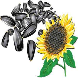 Hạt Hướng Dương PNG (3)
