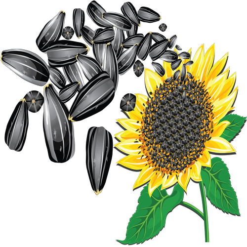 Hạt Hướng Dương PNG (3)