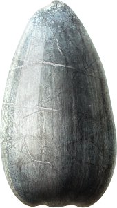 Hạt Hướng Dương PNG (31)