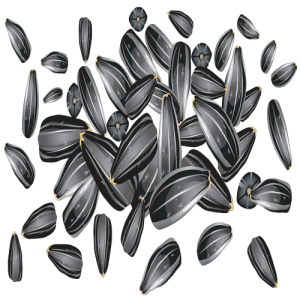 Hạt Hướng Dương PNG (40)