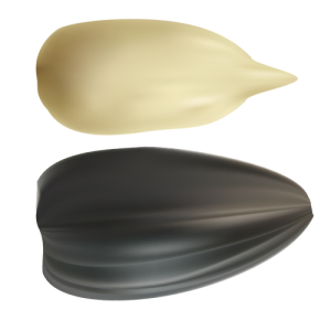 Hạt Hướng Dương PNG (41)